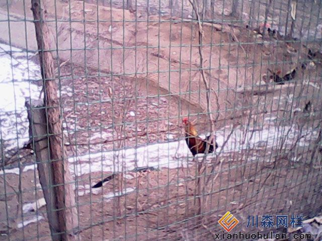 養(yǎng)雞圍網(wǎng)